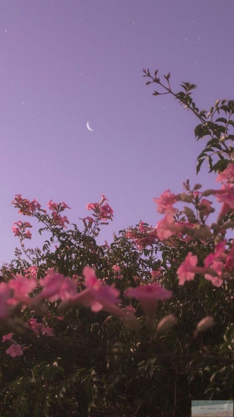 ästhetische tapete,rosa,himmel,natur,blume,baum