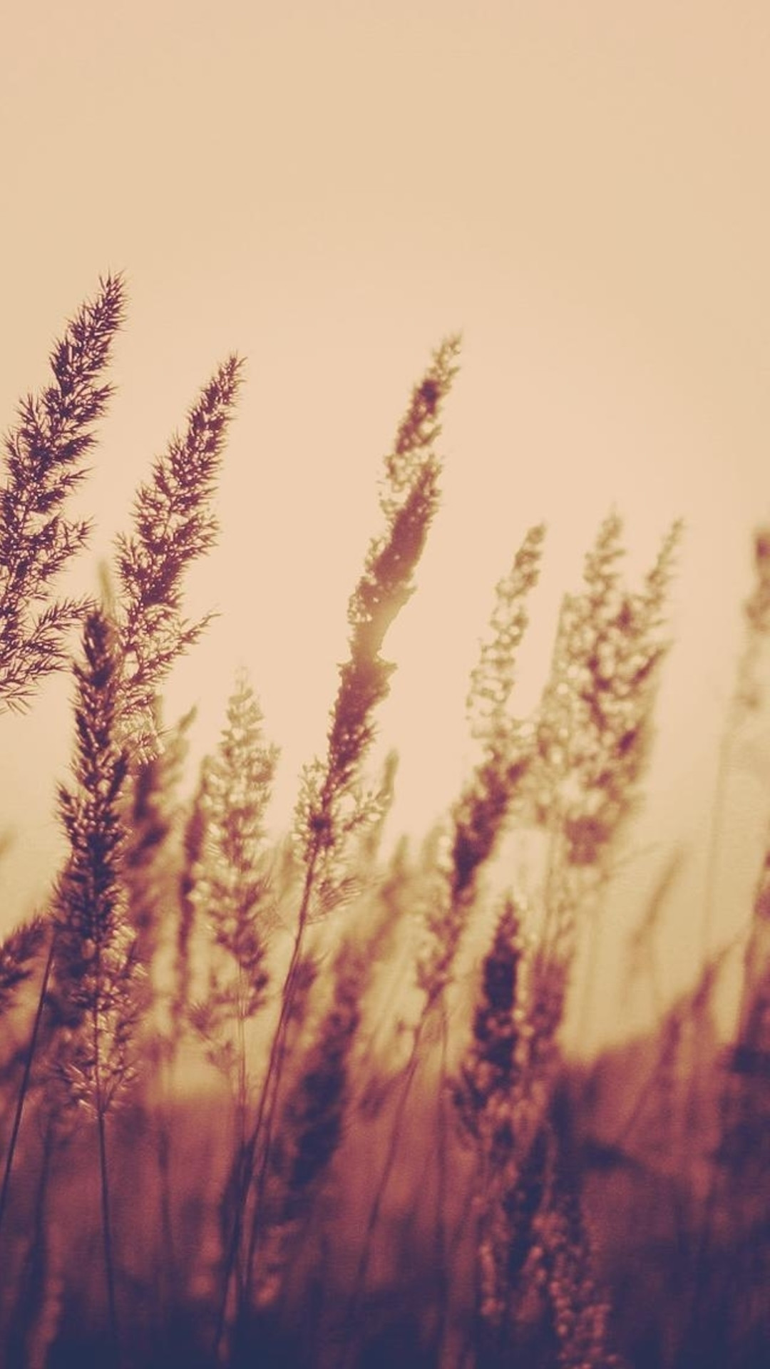 papel pintado estético,naturaleza,lavanda,césped,planta,familia de la hierba