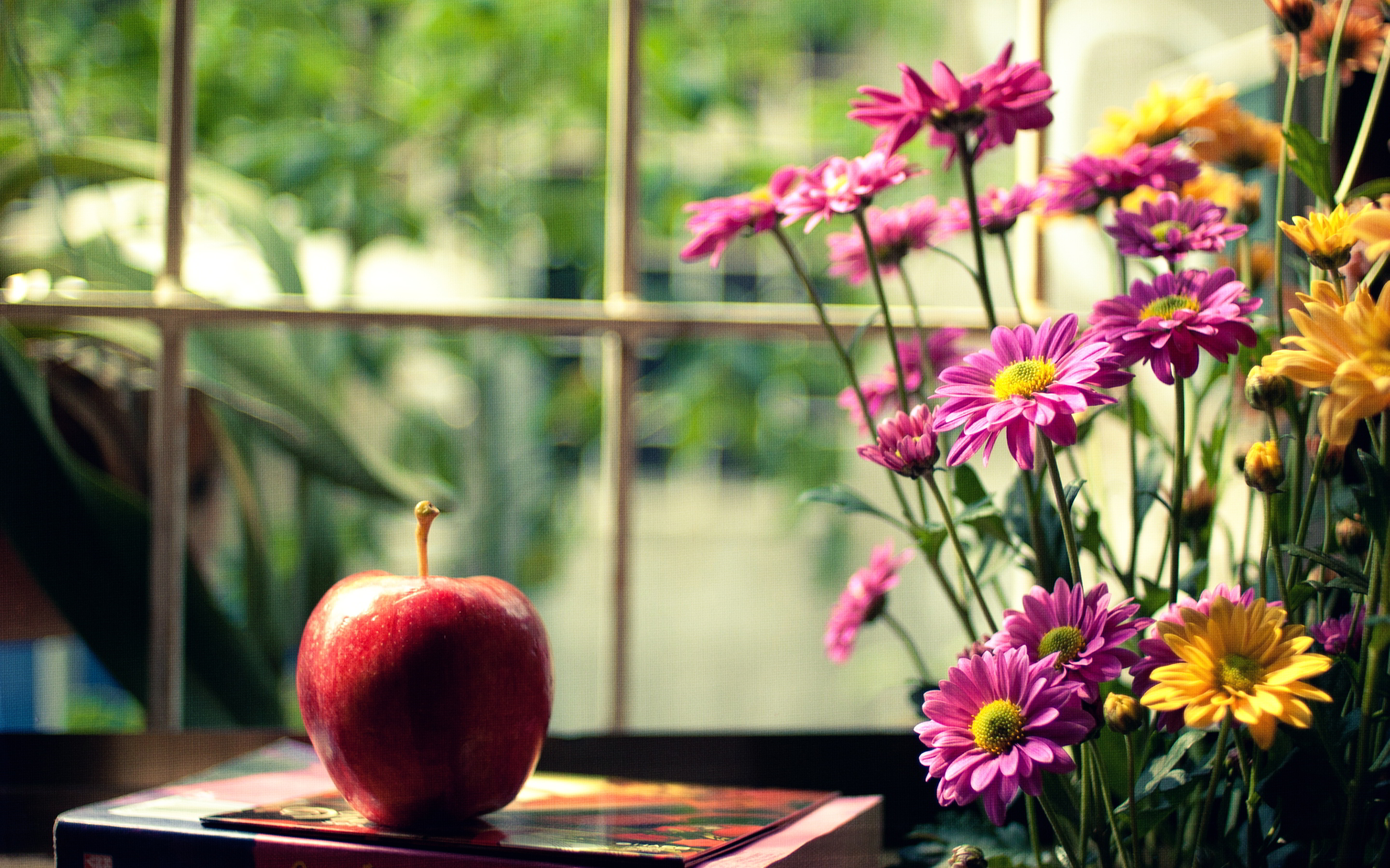 mood wallpaper,nature,flower,plant,pink,petal