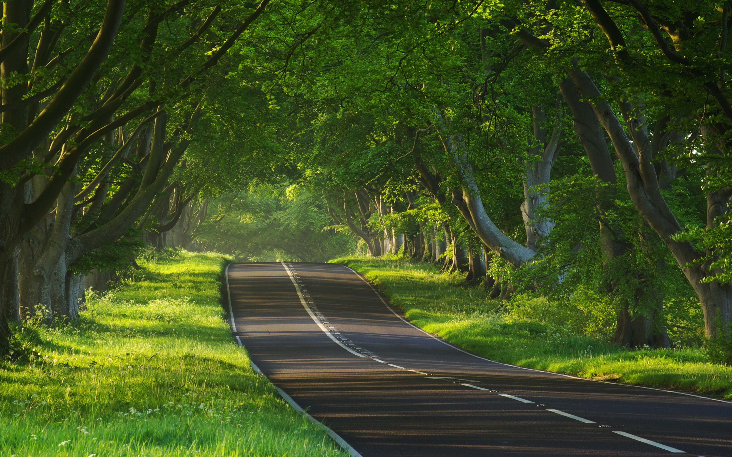 fondo de pantalla de carretera,paisaje natural,verde,naturaleza,árbol,la carretera