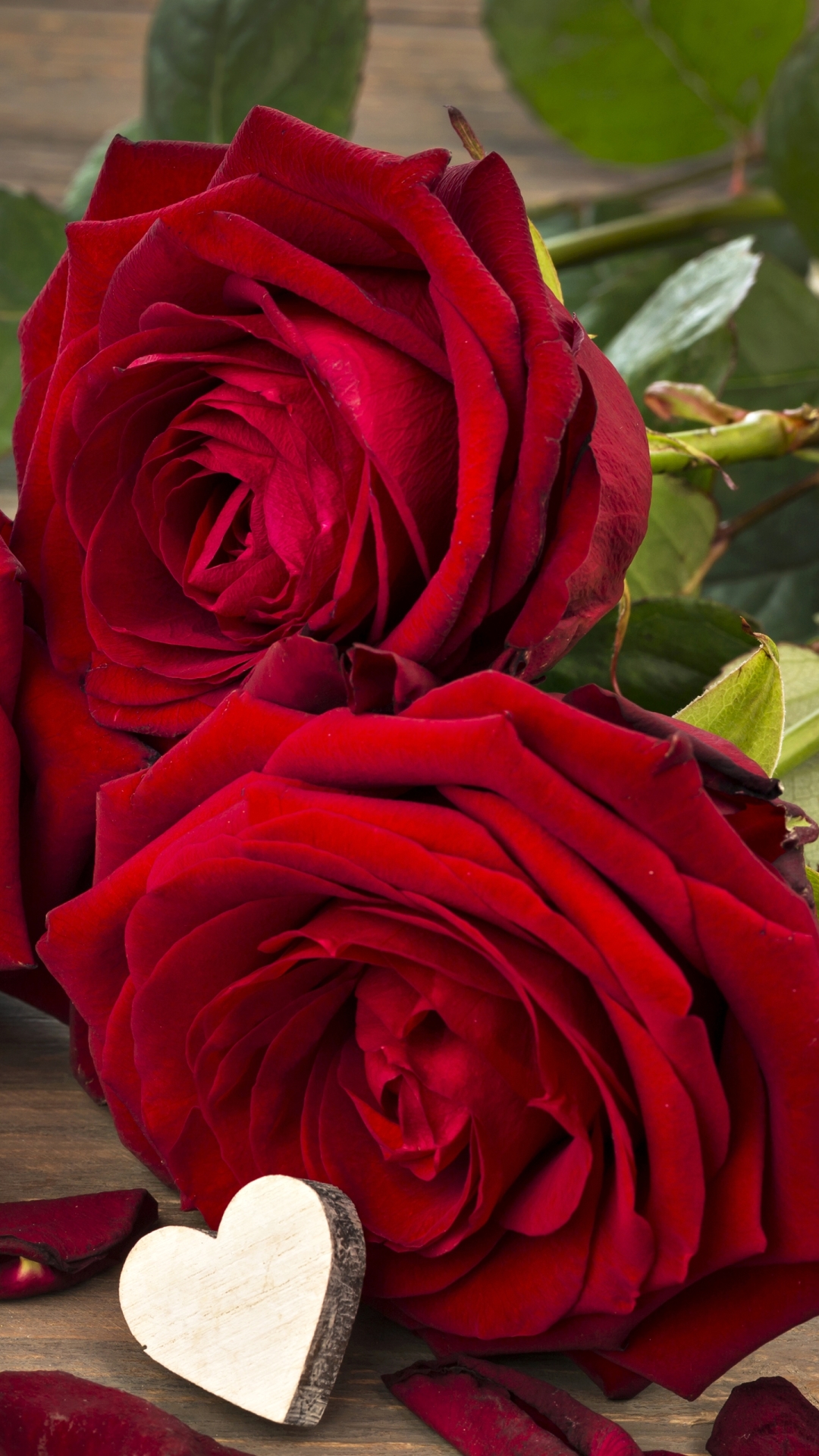 amour fond d'écran hd pleine taille,roses de jardin,rose,rouge,fleur,pétale