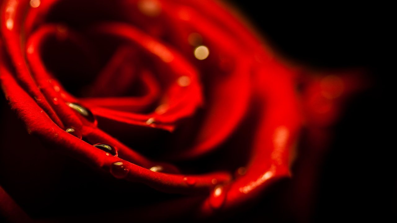 love wallpaper hd full size,red,orange,macro photography,light,close up