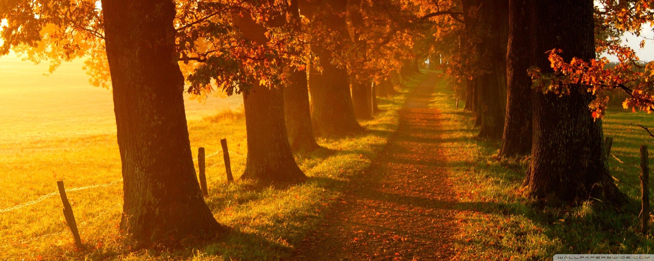 amour fond d'écran hd pleine taille,la nature,paysage naturel,arbre,lumière du soleil,feuille