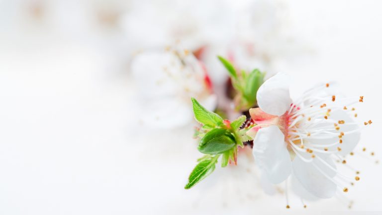 love wallpaper hd full size,white,branch,flower,pink,blossom