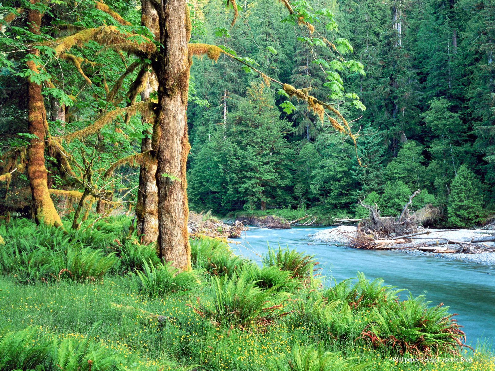 naturaleza fondos de pantalla hd descargar,paisaje natural,naturaleza,árbol,bosque