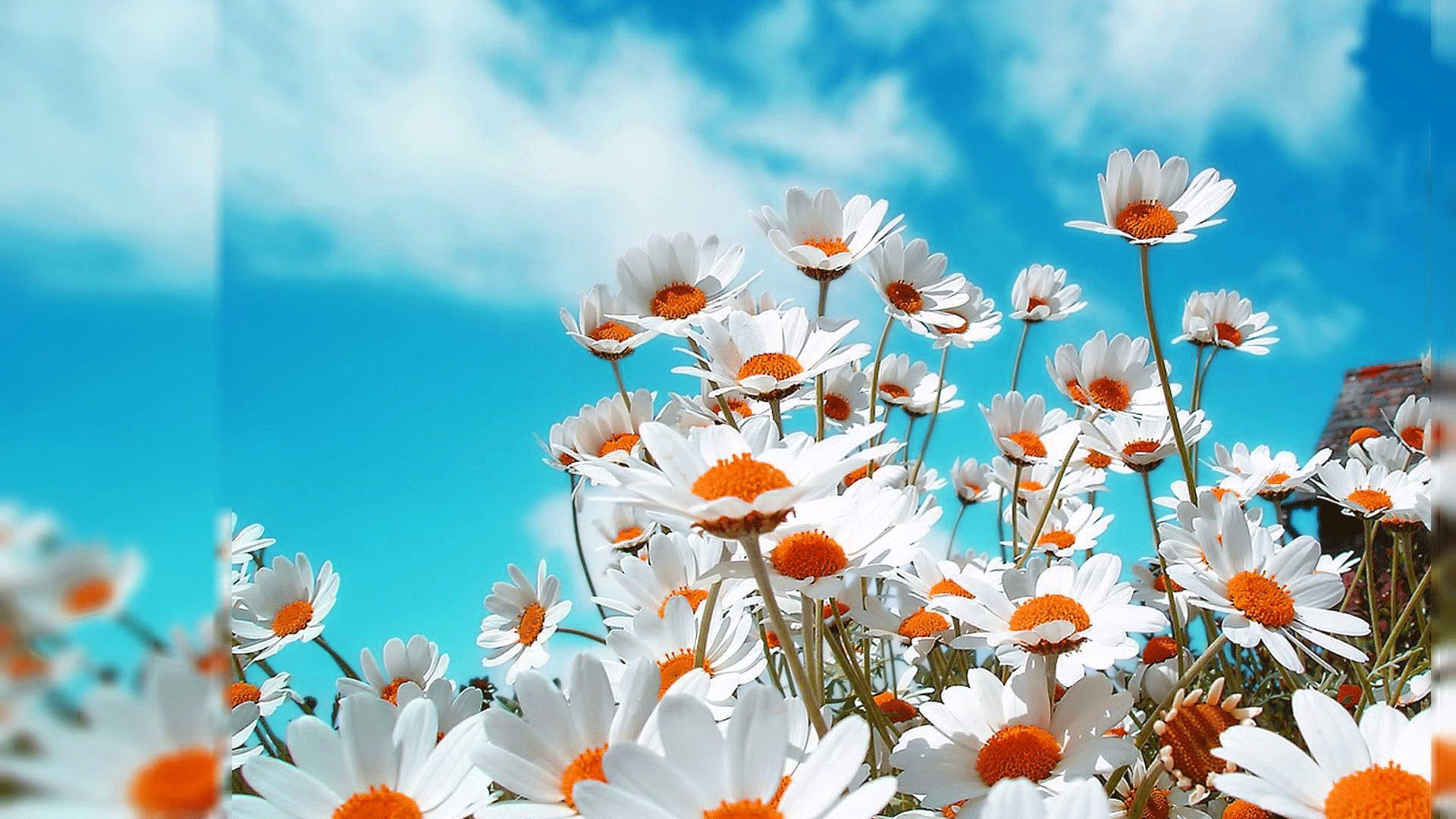 nature wallpaper hd 3d,sky,nature,daisy,flower,blue