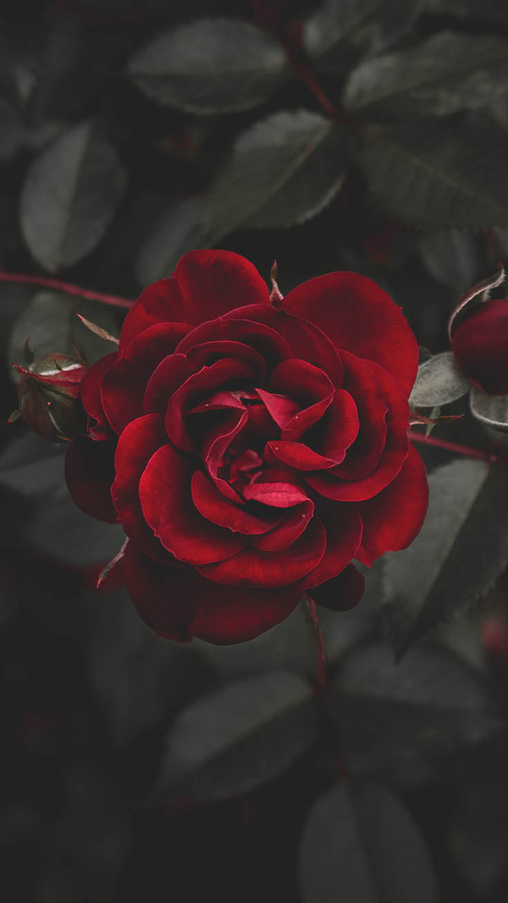 rote rosentapete,rot,gartenrosen,blume,rose,blütenblatt