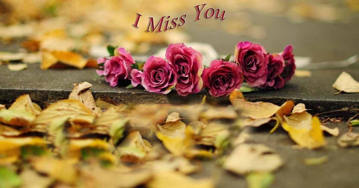 i miss you wallpaper,flower,petal,plant,rose,font