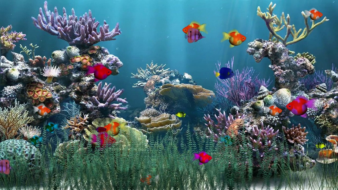 壁紙アニメーション,サンゴ礁,海洋生物学,自然,リーフ,水中
