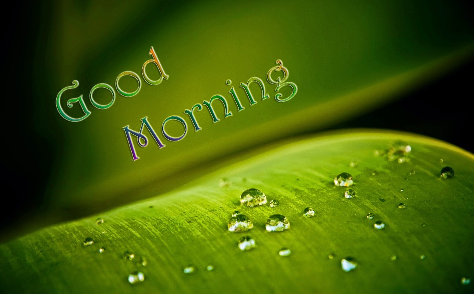 whatsapp 좋은 아침 벽지,초록,물,잎,이슬,매크로 사진