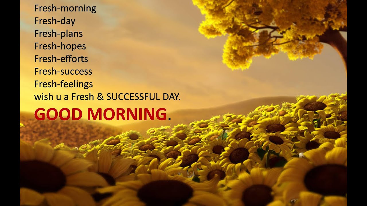 good morning wallpaper for whatsapp,sunflower,yellow,pollen,sunflower,flower