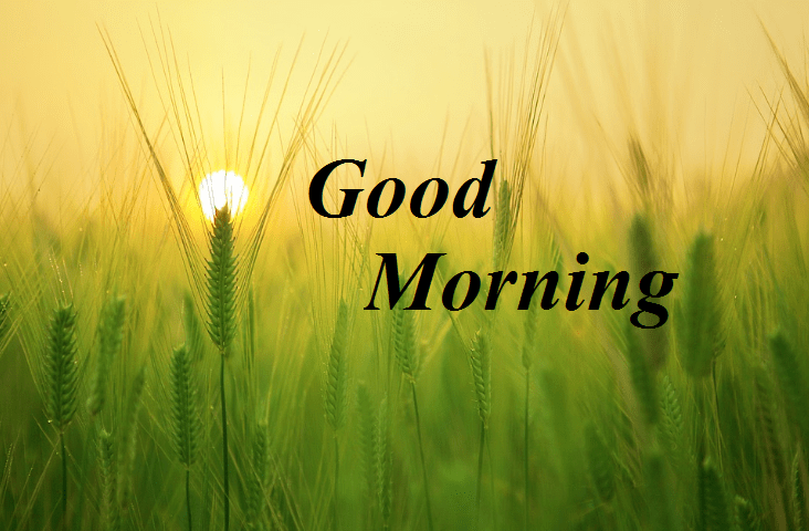 good morning wallpaper for whatsapp,nature,green,grass,barley,text