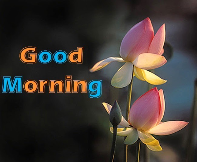 good morning wallpaper for whatsapp,flower,sacred lotus,lotus,lotus family,petal