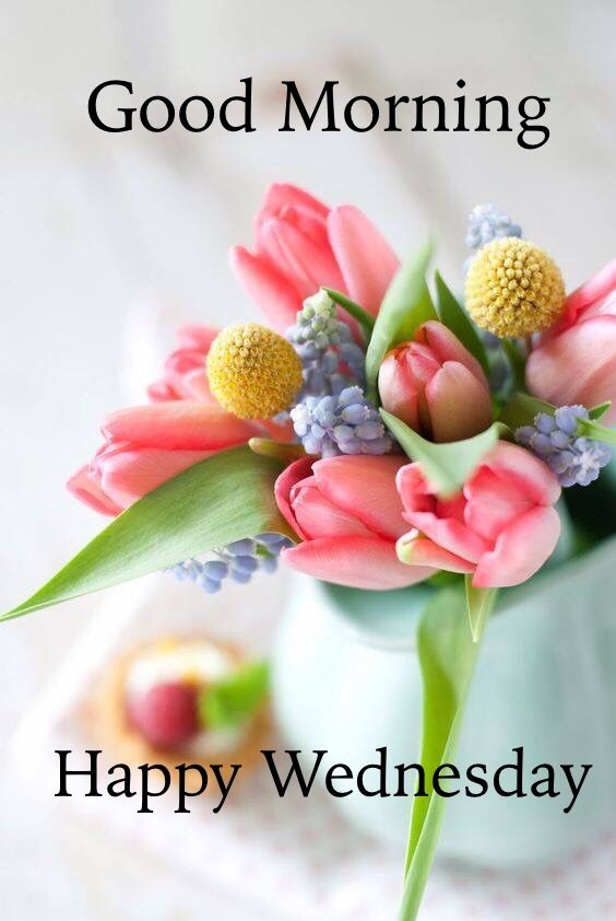 whatsapp 좋은 아침 벽지,꽃,튤립,꽃을 자르다,식물,분홍