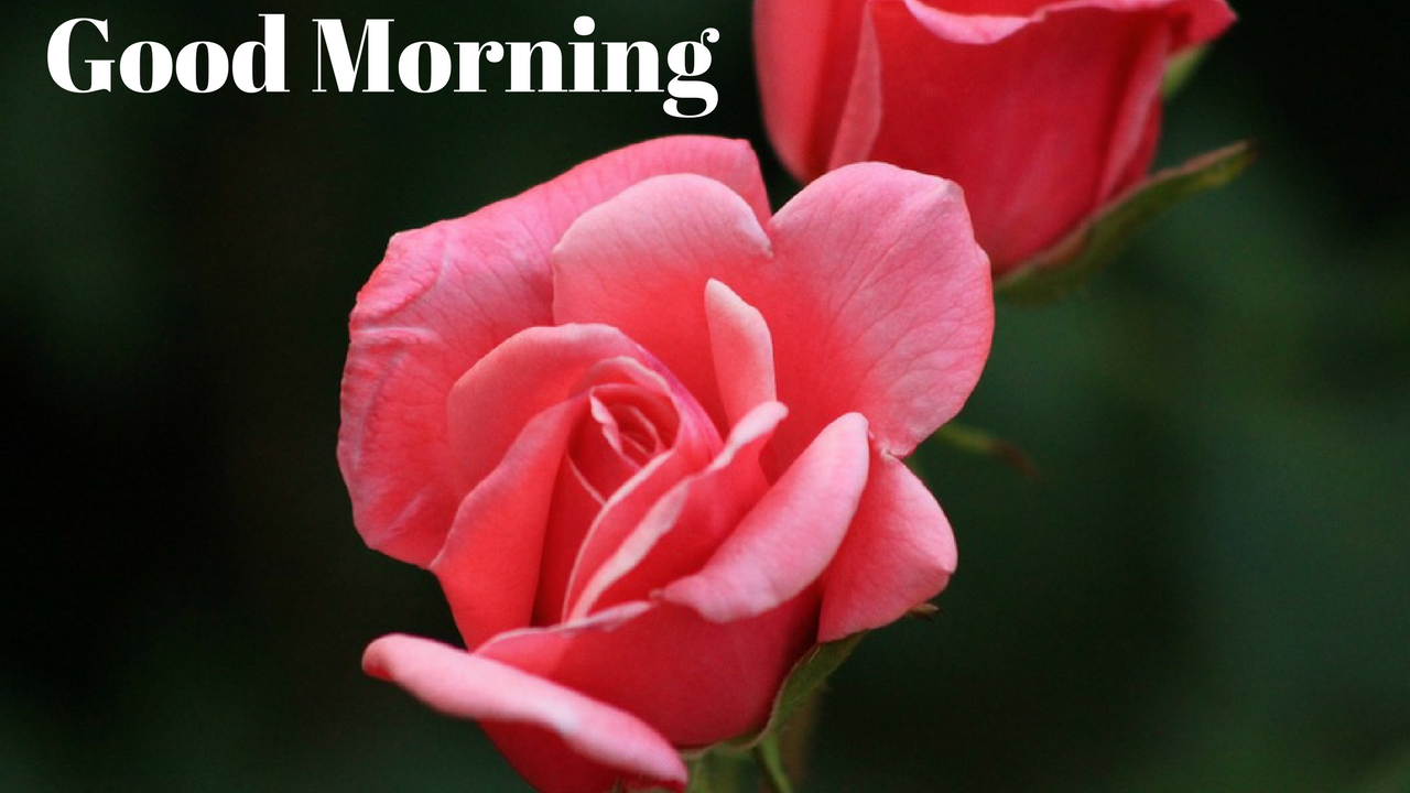 whatsappのおはよう壁紙,花弁,花,ピンク,庭のバラ,自然