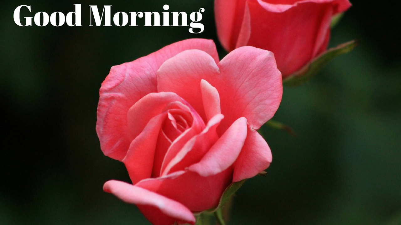 buongiorno sfondo per whatsapp,petalo,fiore,rosa,rose da giardino,natura