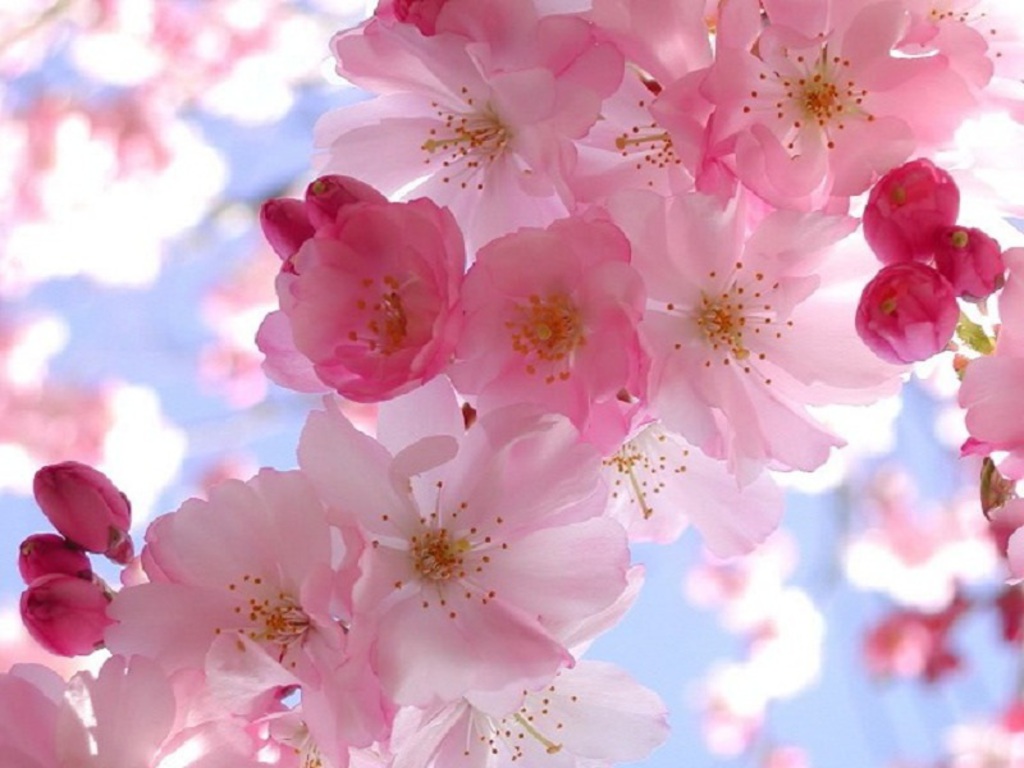 무료 봄 벽지,꽃,꽃잎,분홍,꽃,벚꽃