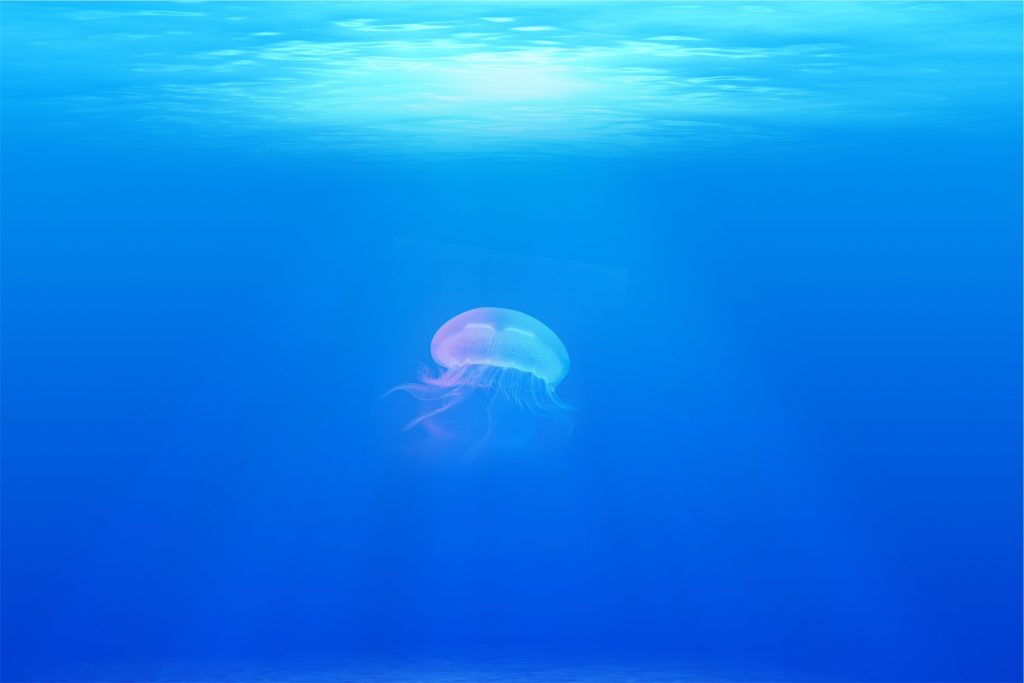 medusa,blu,acqua,mare,subacqueo