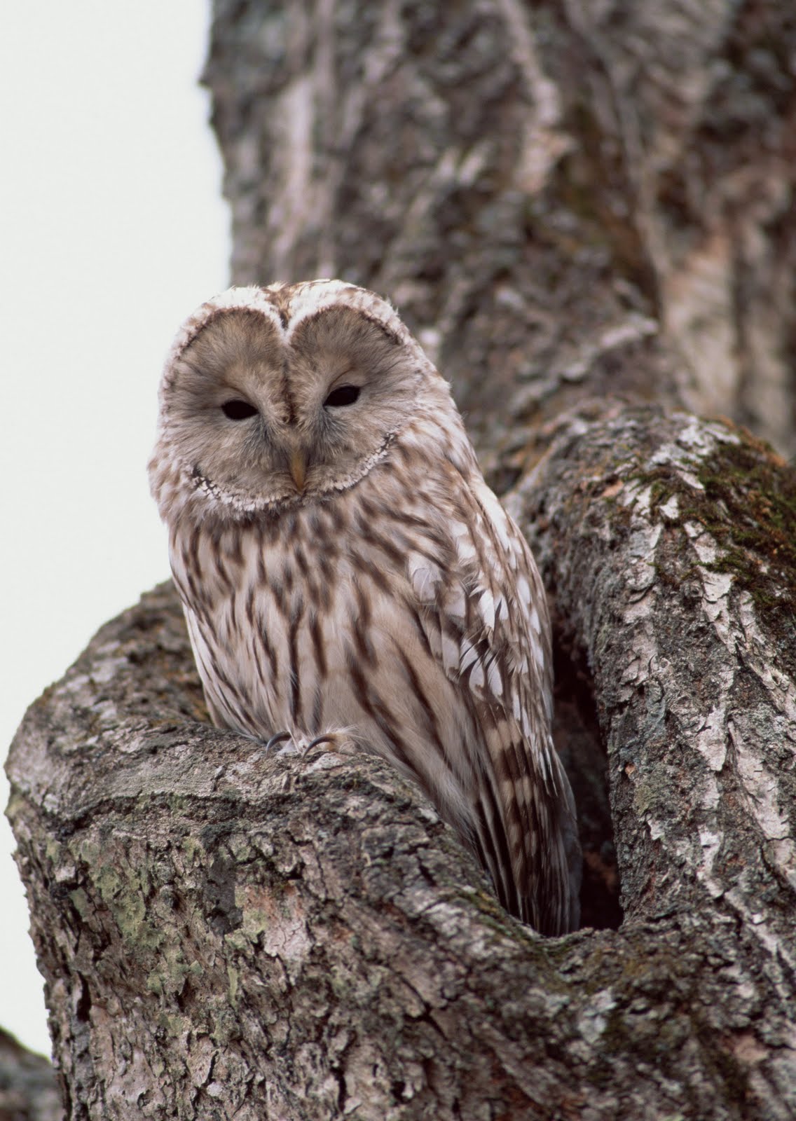 eule,vogel,raubvogel,große graue eule,tierwelt