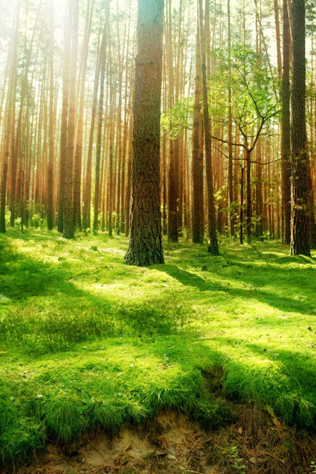 arbre,paysage naturel,forêt,la nature,des bois