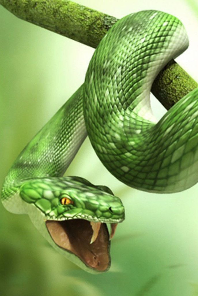 serpent,serpent,reptile,couleuvre verte lisse,vert