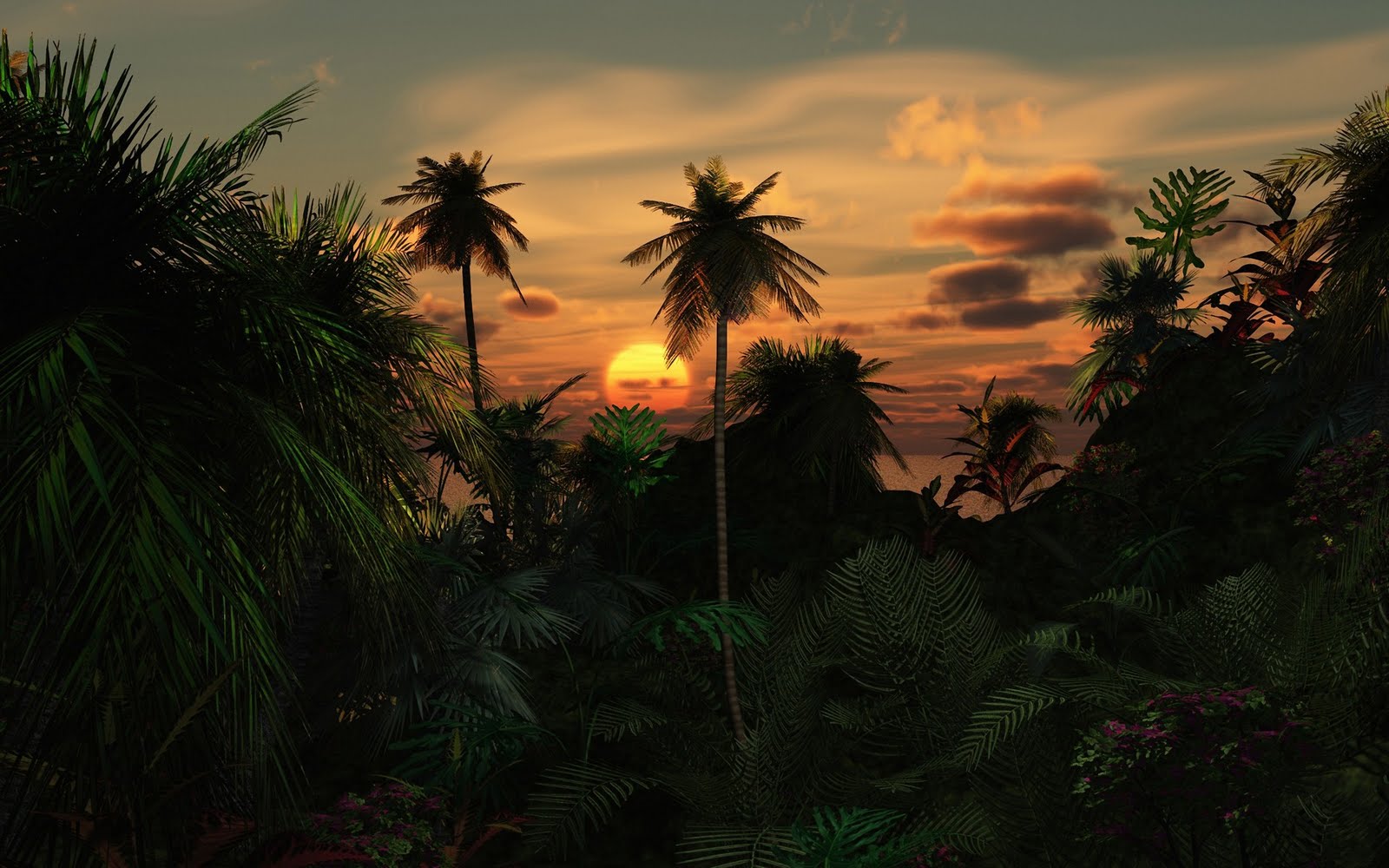 best wallpaper images,nature,vegetation,sky,tree,palm tree