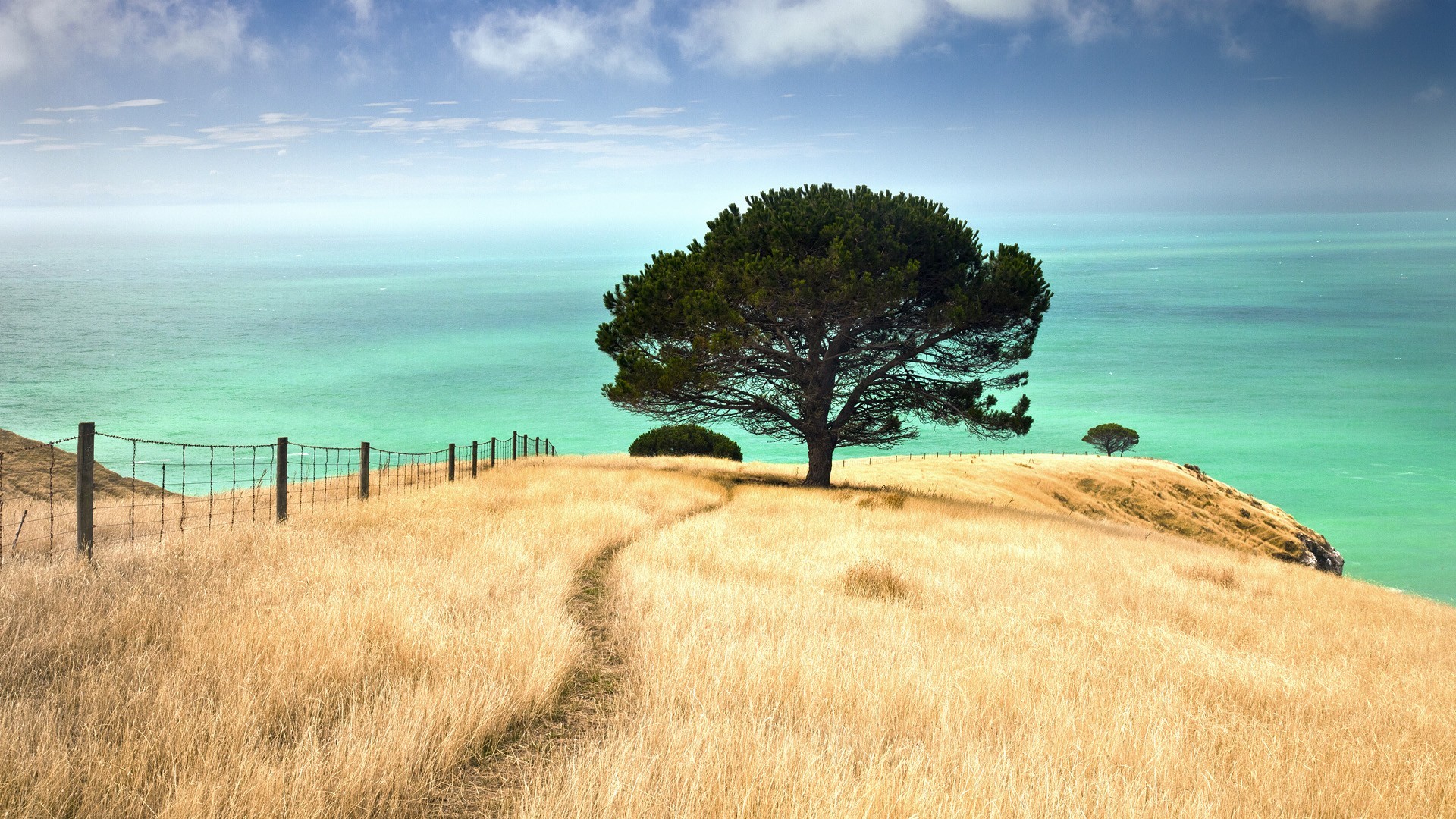 nuevo mejor fondo de pantalla,paisaje natural,naturaleza,árbol,cielo,césped