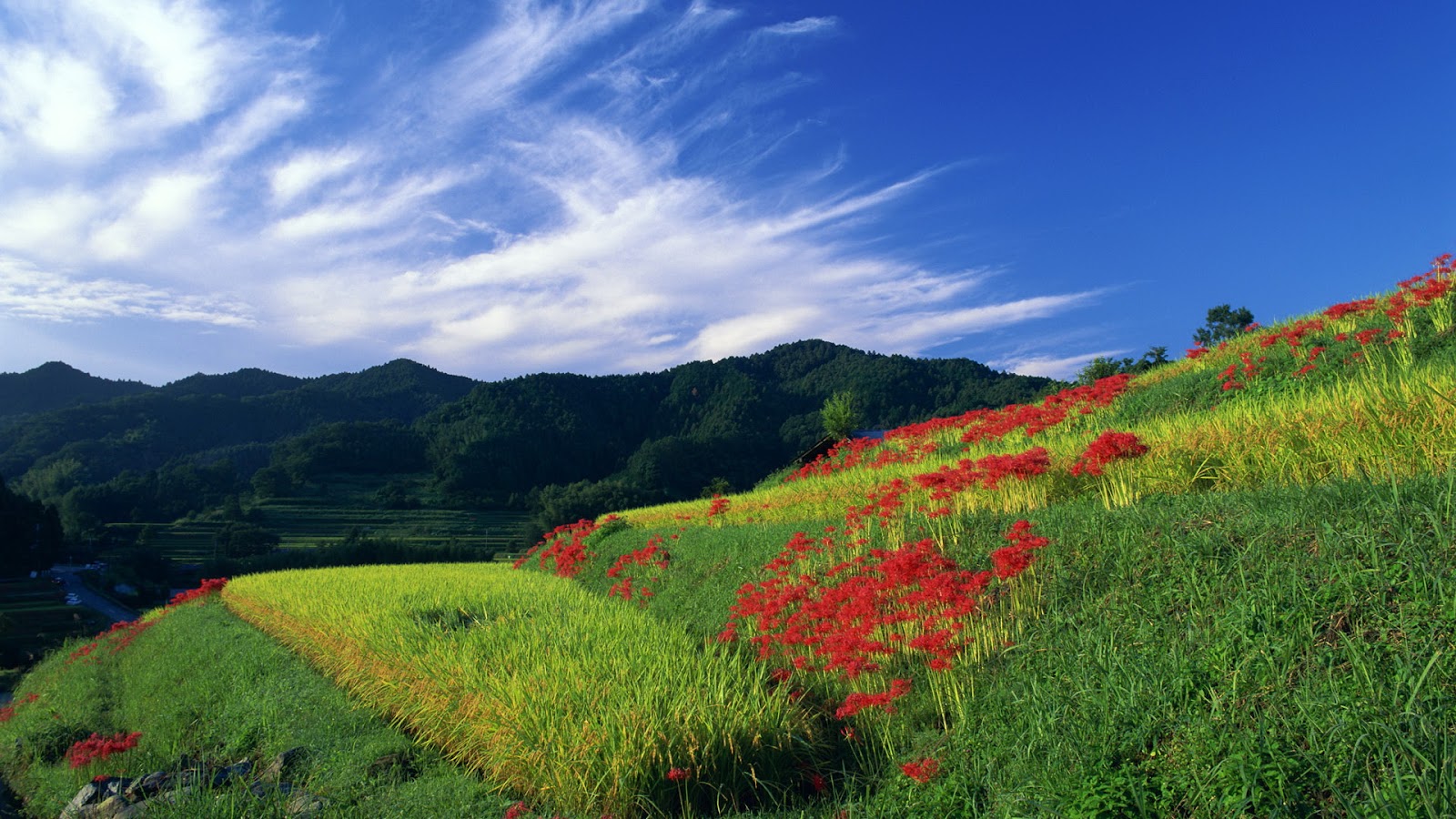 nice pictures for wallpaper,natural landscape,nature,grassland,sky,hill