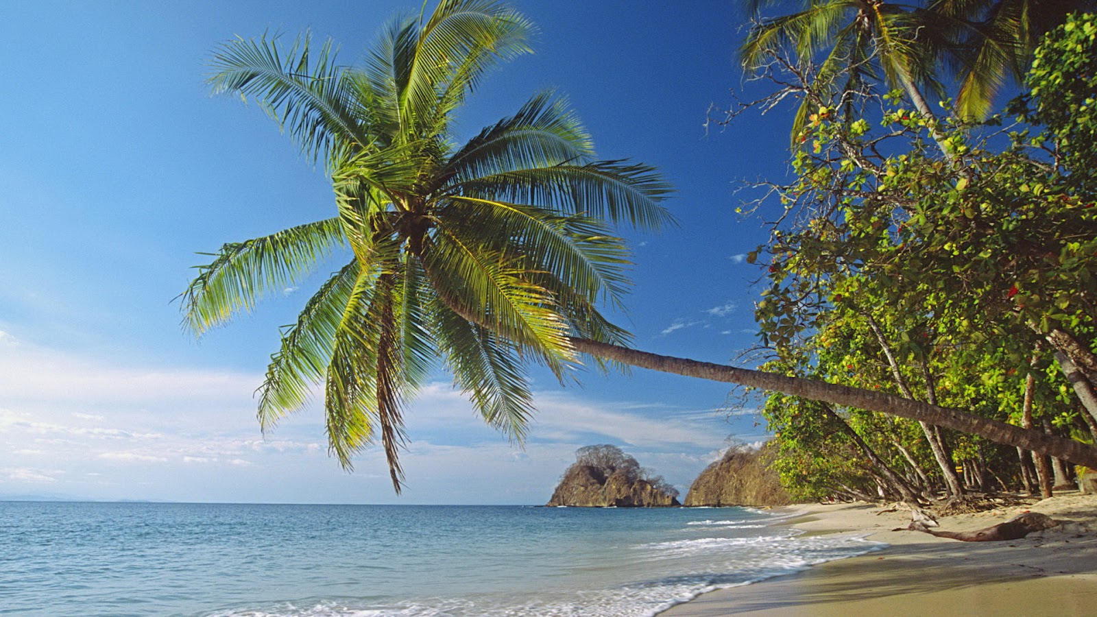 belles photos pour fond d'écran,arbre,la nature,palmier,caraïbes,ciel