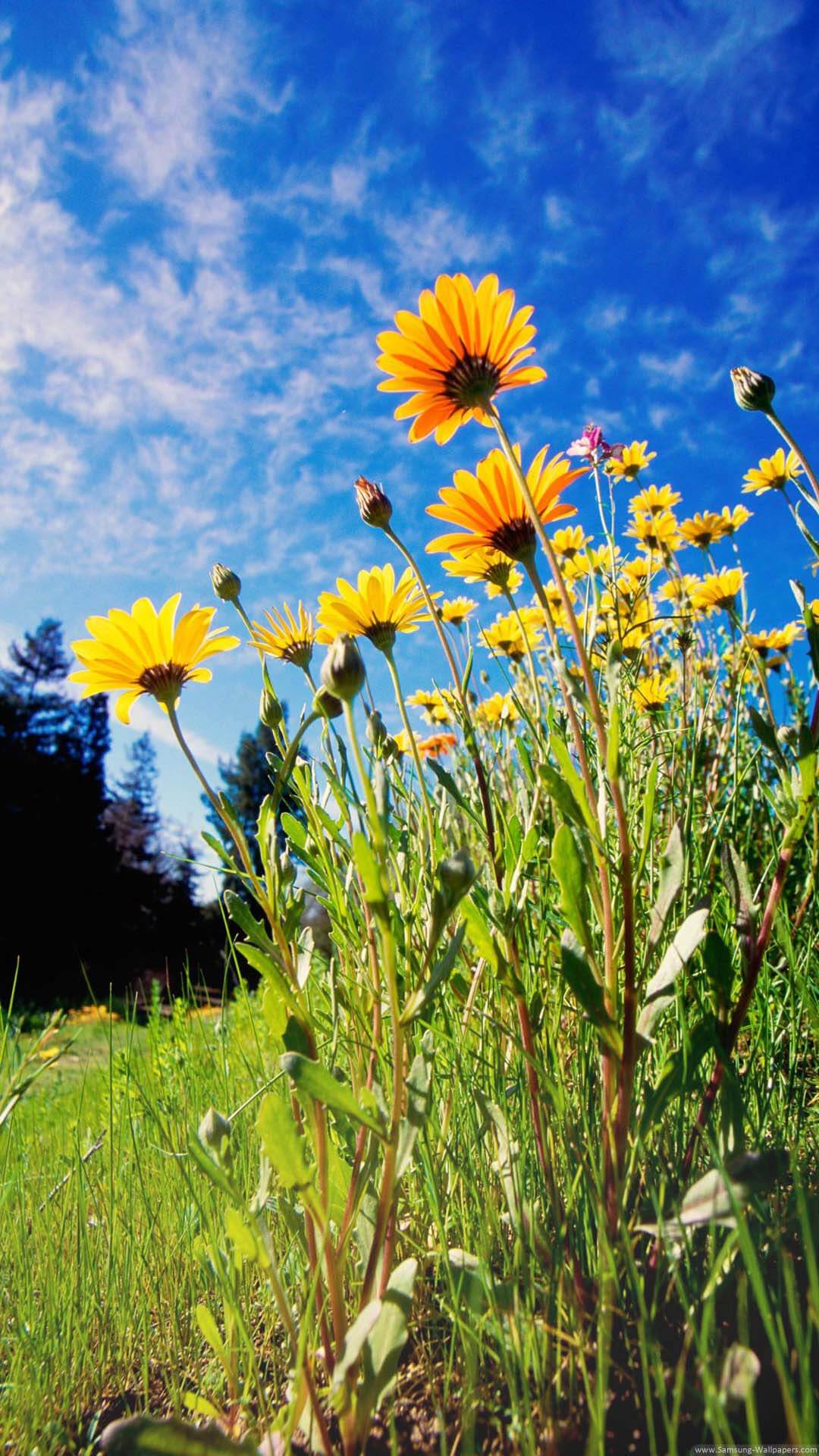 beste handy hintergründe hd,blume,blühende pflanze,pflanze,wildblume,wiese