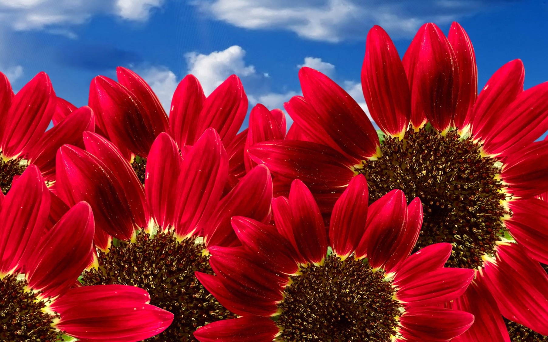 fondos de pantalla naturaleza flores hd,flor,planta floreciendo,pétalo,cielo,rojo