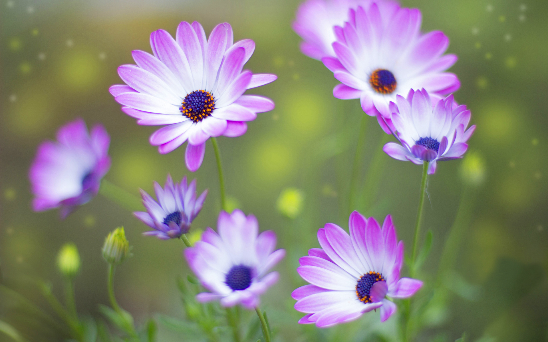 fondos de pantalla naturaleza flores hd,planta floreciendo,flor,pétalo,púrpura,planta