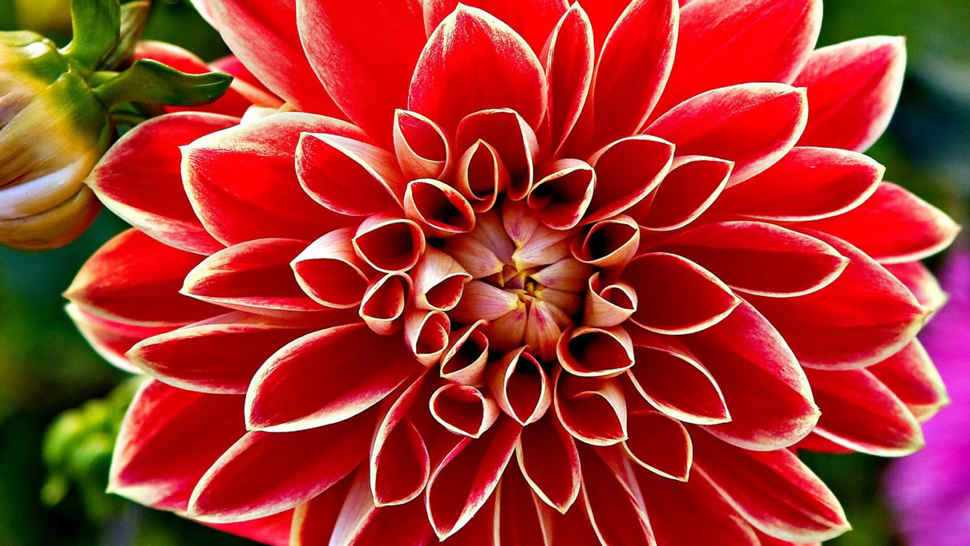 flowers pictures wallpapers,flower,dahlia,flowering plant,petal,plant