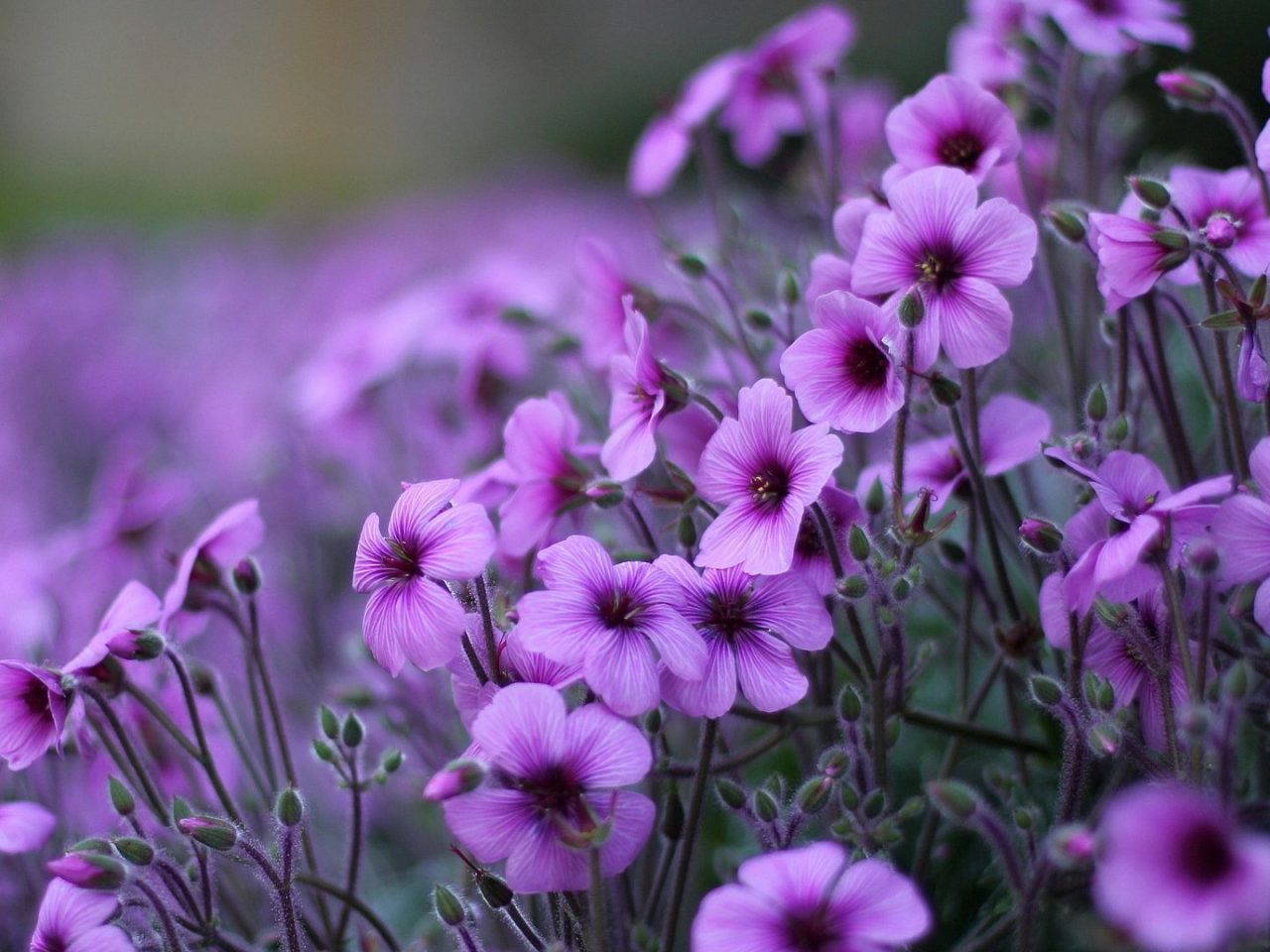 flores fotos fondos de escritorio,flor,planta floreciendo,planta,pétalo,púrpura