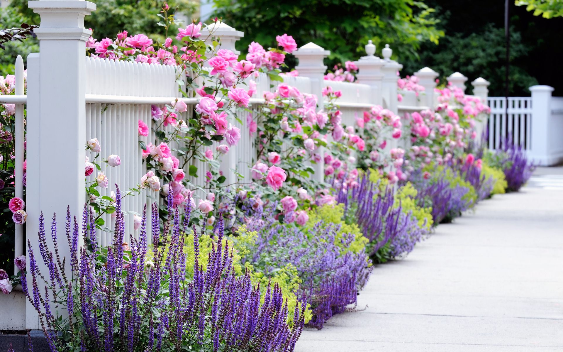 最高の花の壁紙,花,工場,ラベンダー,庭園,紫の
