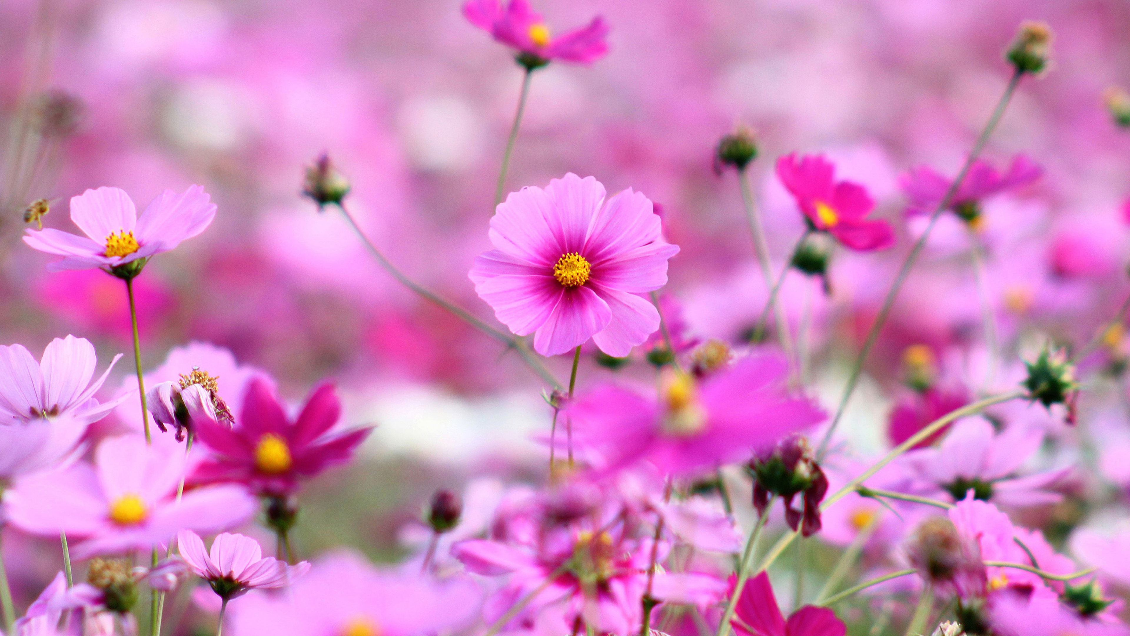 best flower wallpapers,flower,flowering plant,petal,plant,garden cosmos