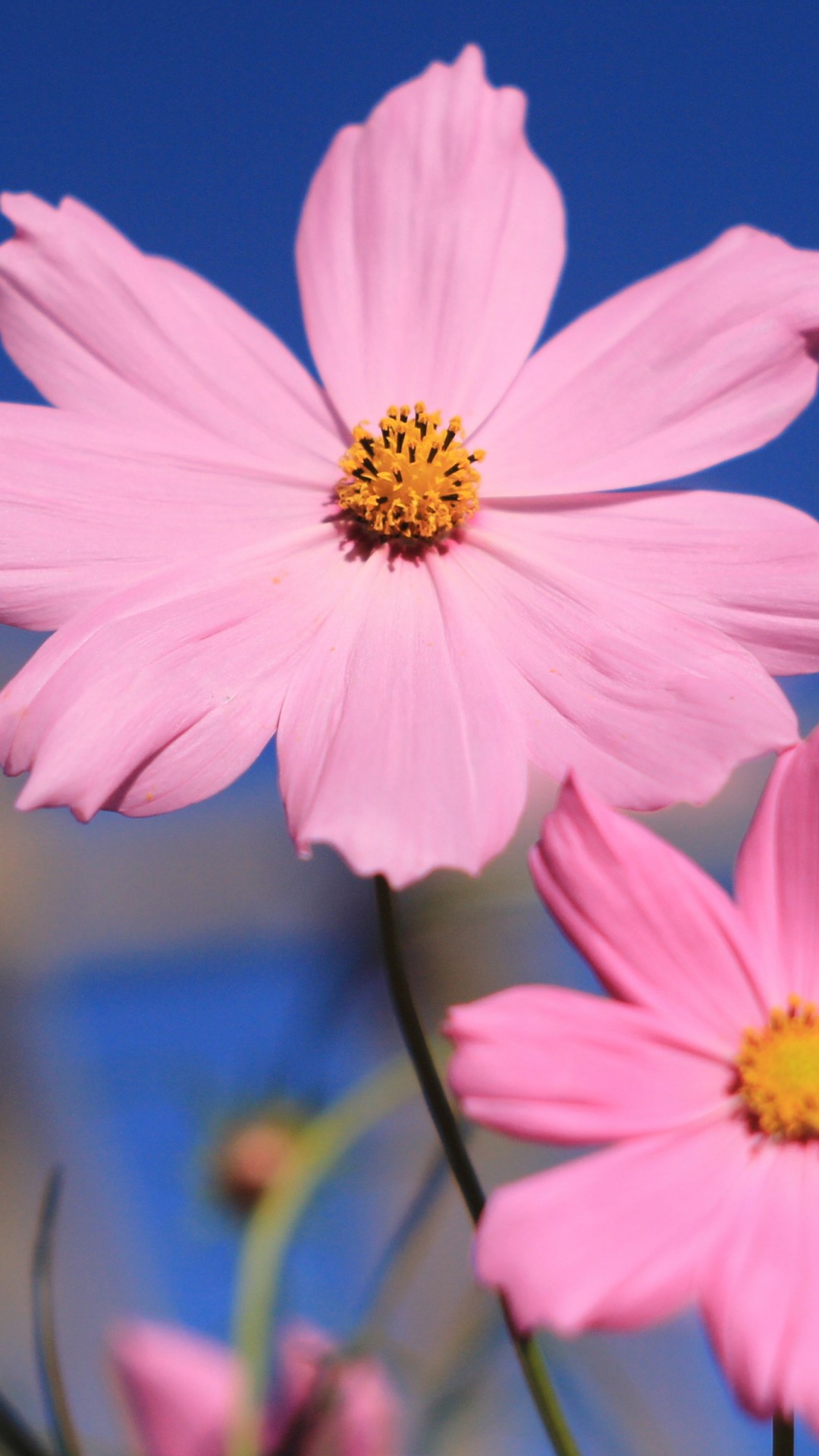 wallpaper nature flowers hd,flower,flowering plant,petal,pink,plant