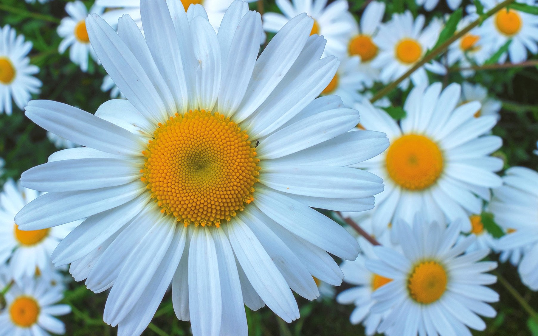 fond d'écran nature fleurs hd,plante à fleurs,marguerite oxeye,marguerite marguerite,marguerite,fleur