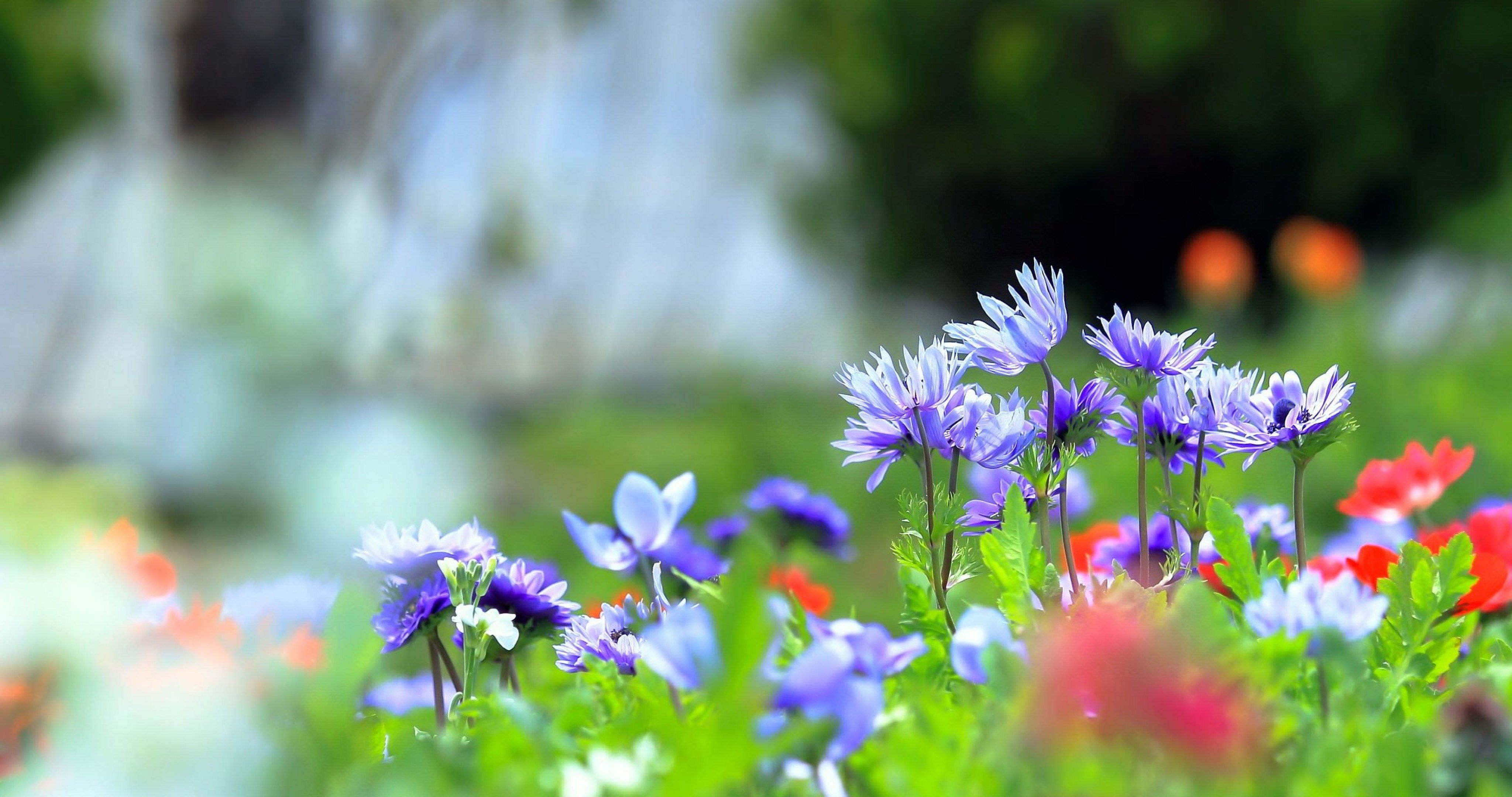 carta da parati natura fiori hd,fiore,natura,blu,primavera,pianta