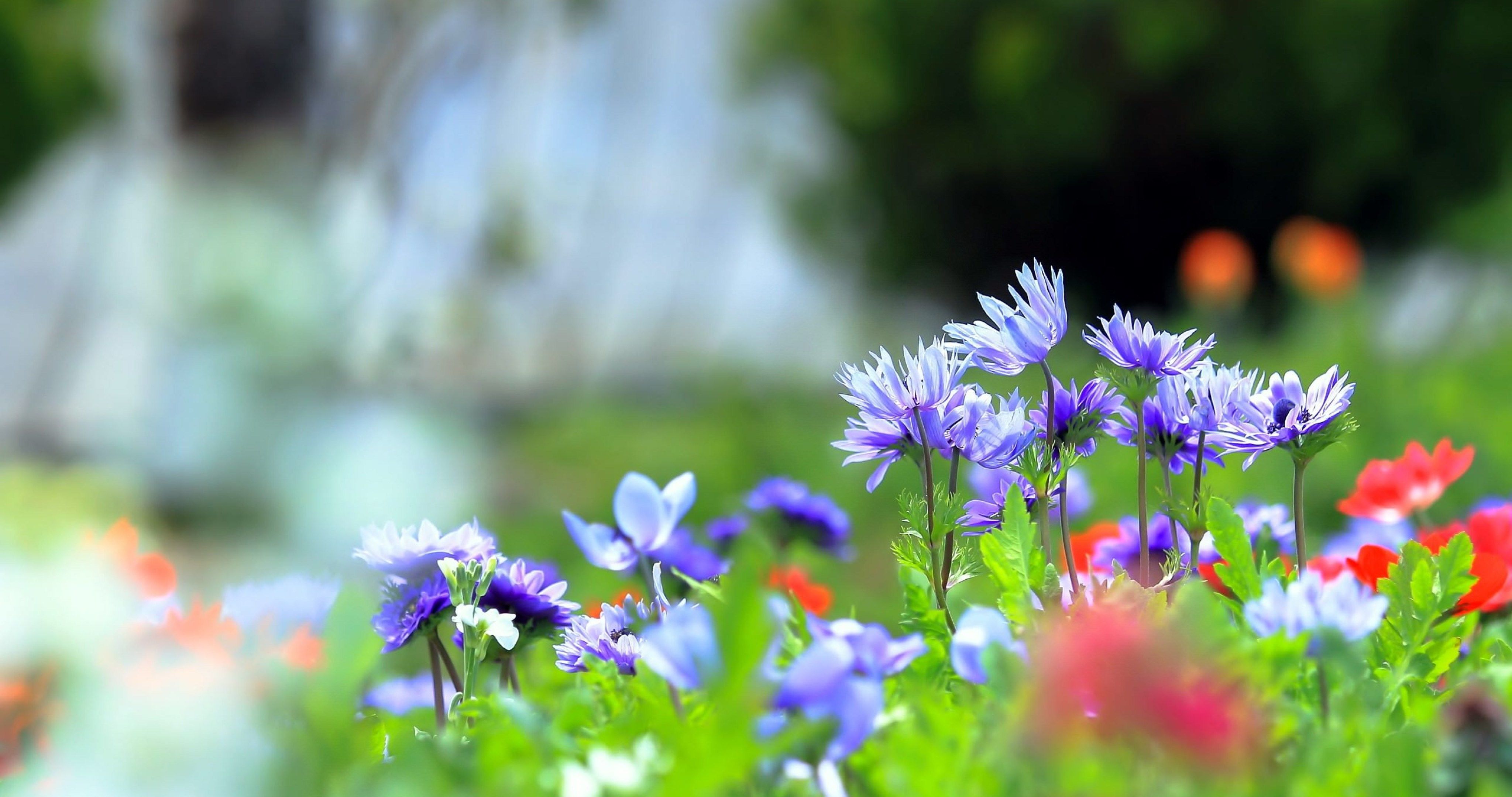 tapete natur blumen hd,blume,natur,blau,frühling,pflanze