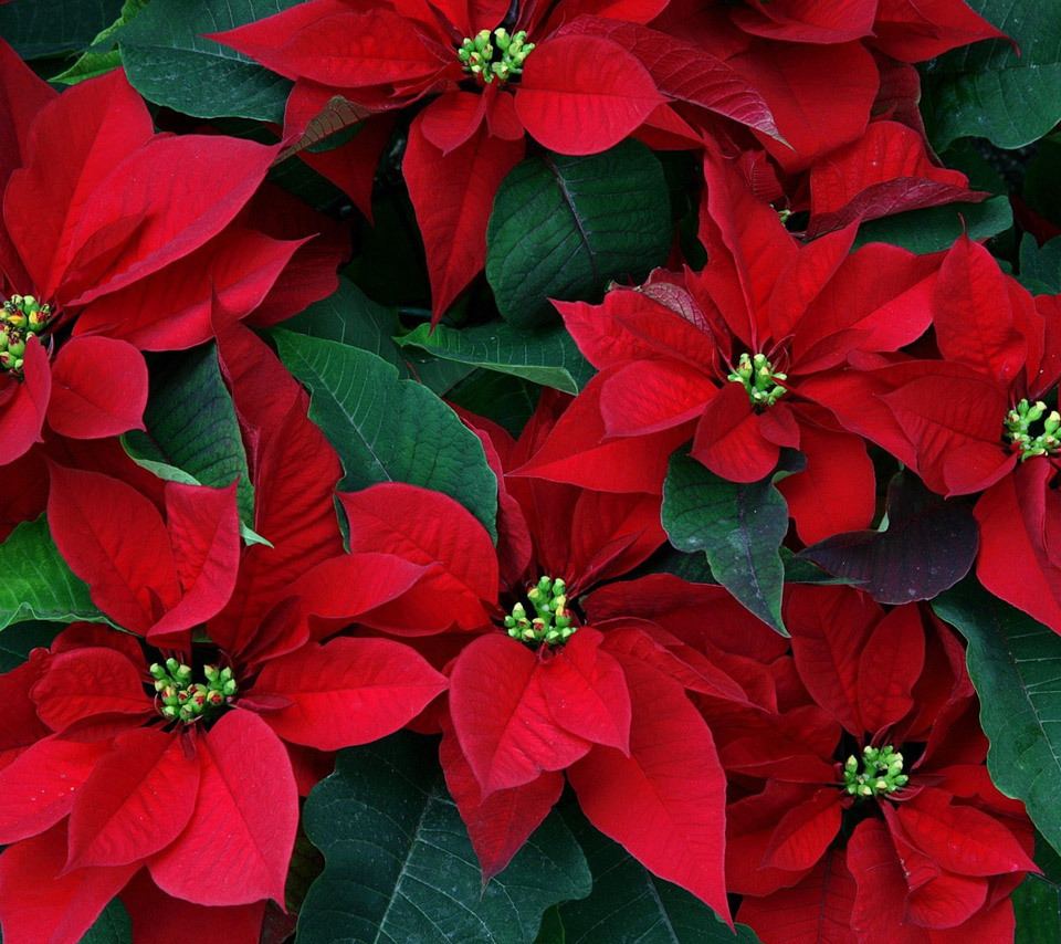 flowers pictures wallpapers,flower,poinsettia,red,plant,petal