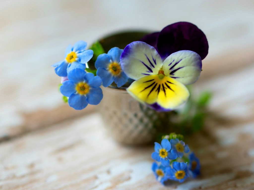 fleurs photos fonds d'écran,fleur,pensée sauvage,bleu,pensée,jaune