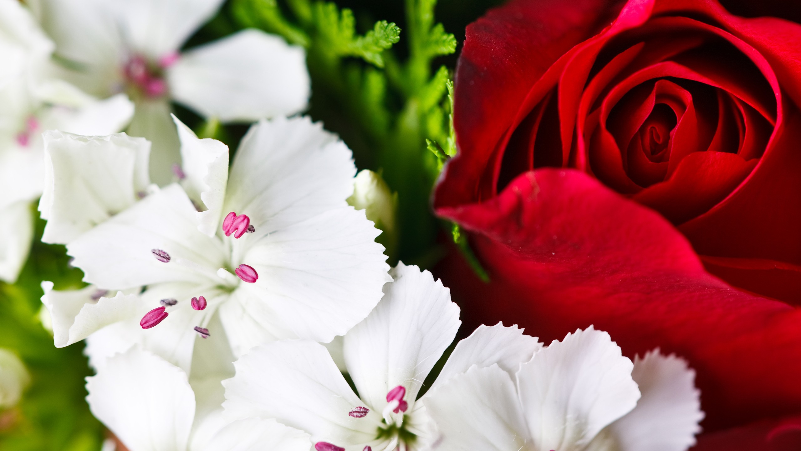 꽃 사진 배경 화면,꽃잎,꽃,하얀,분홍,식물