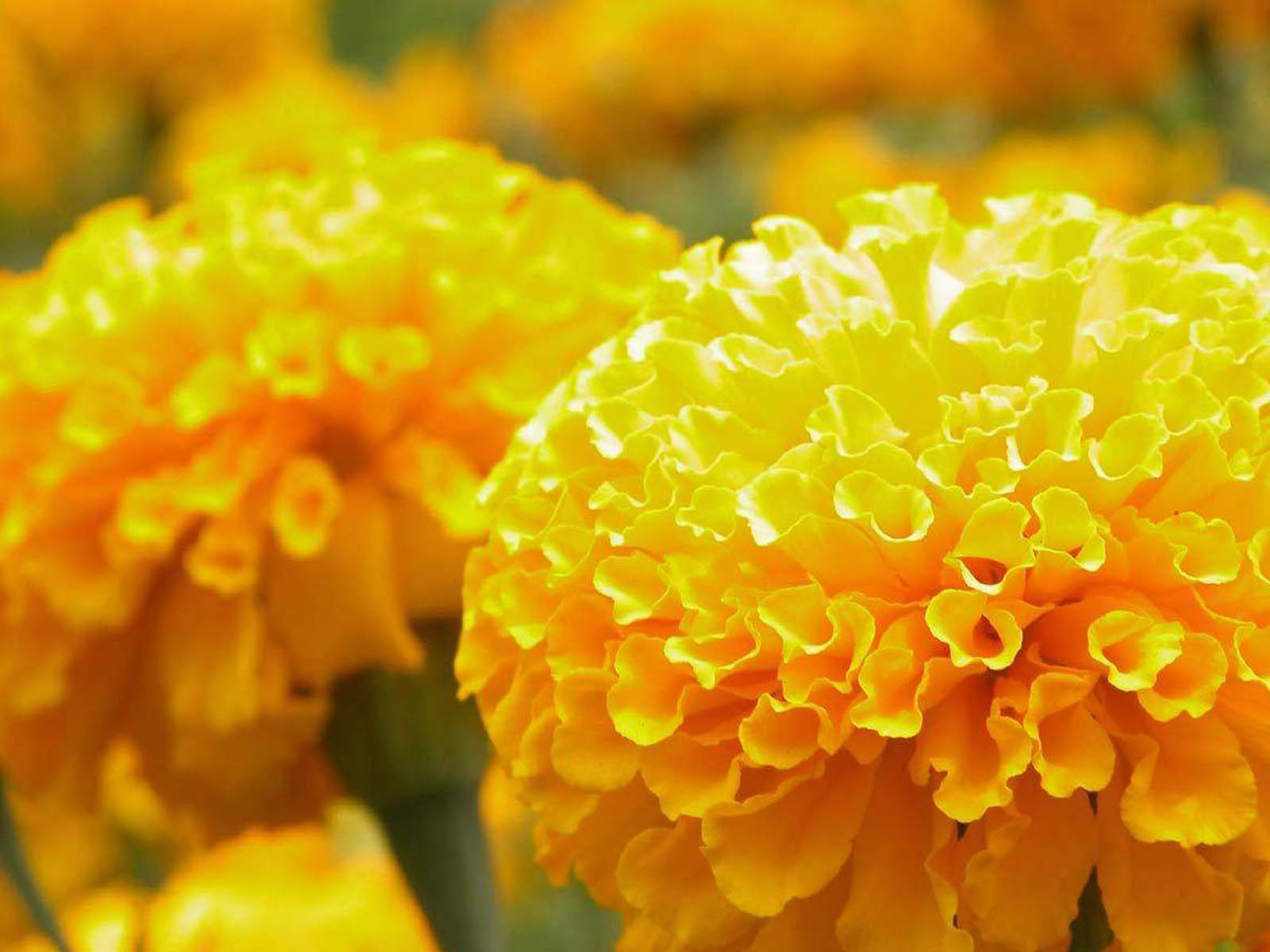 flowers pictures wallpapers,flower,flowering plant,tagetes,yellow,petal