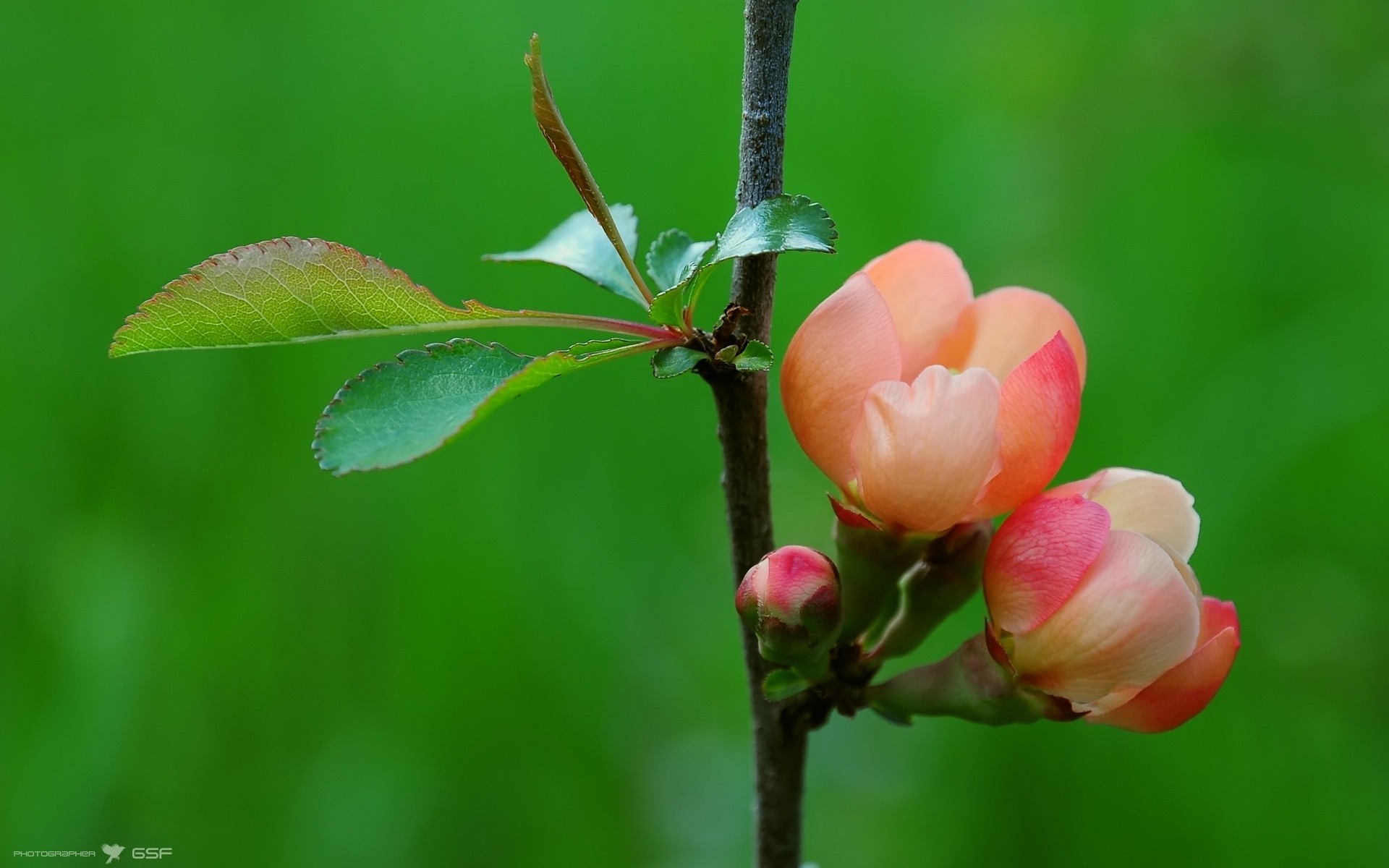 wallpaper nature flowers hd,flower,bud,plant,branch,leaf