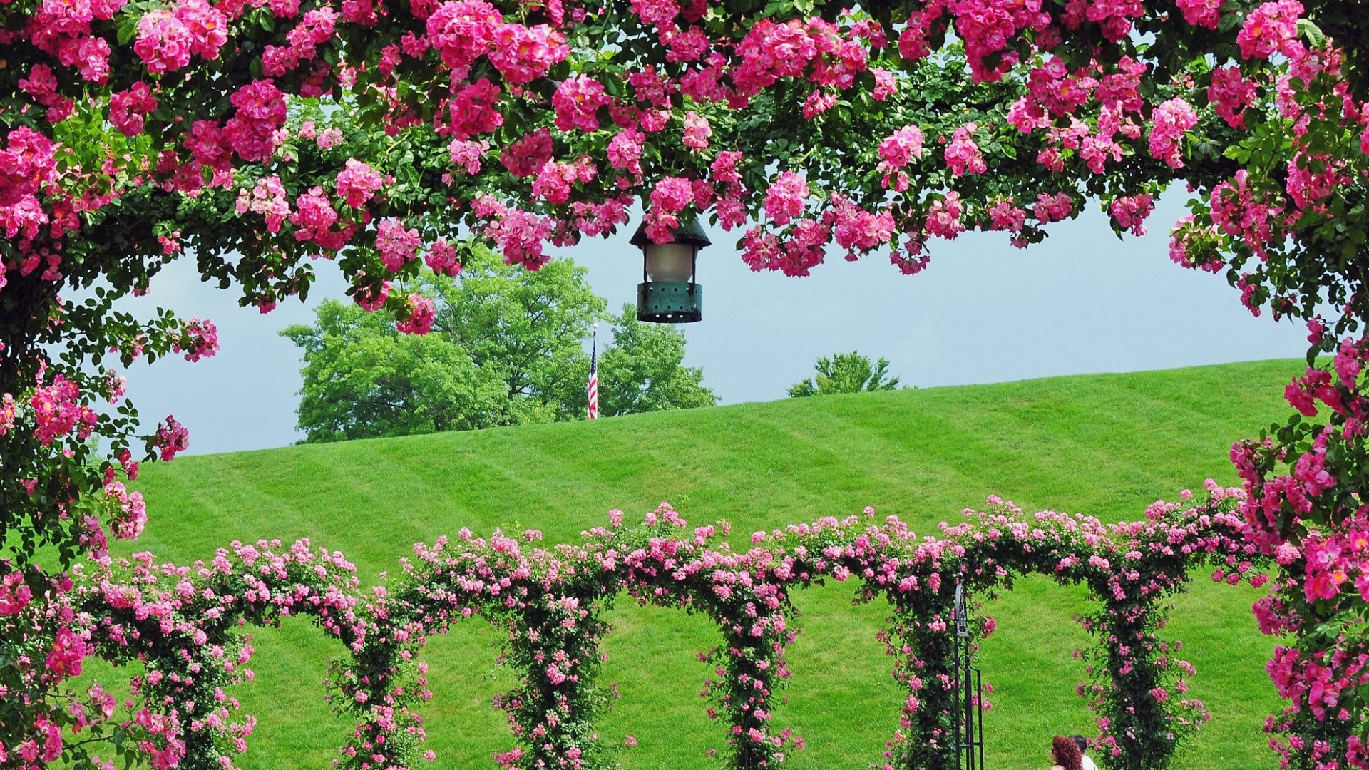 fondos de pantalla naturaleza flores hd,flor,planta,rosado,jardín,árbol