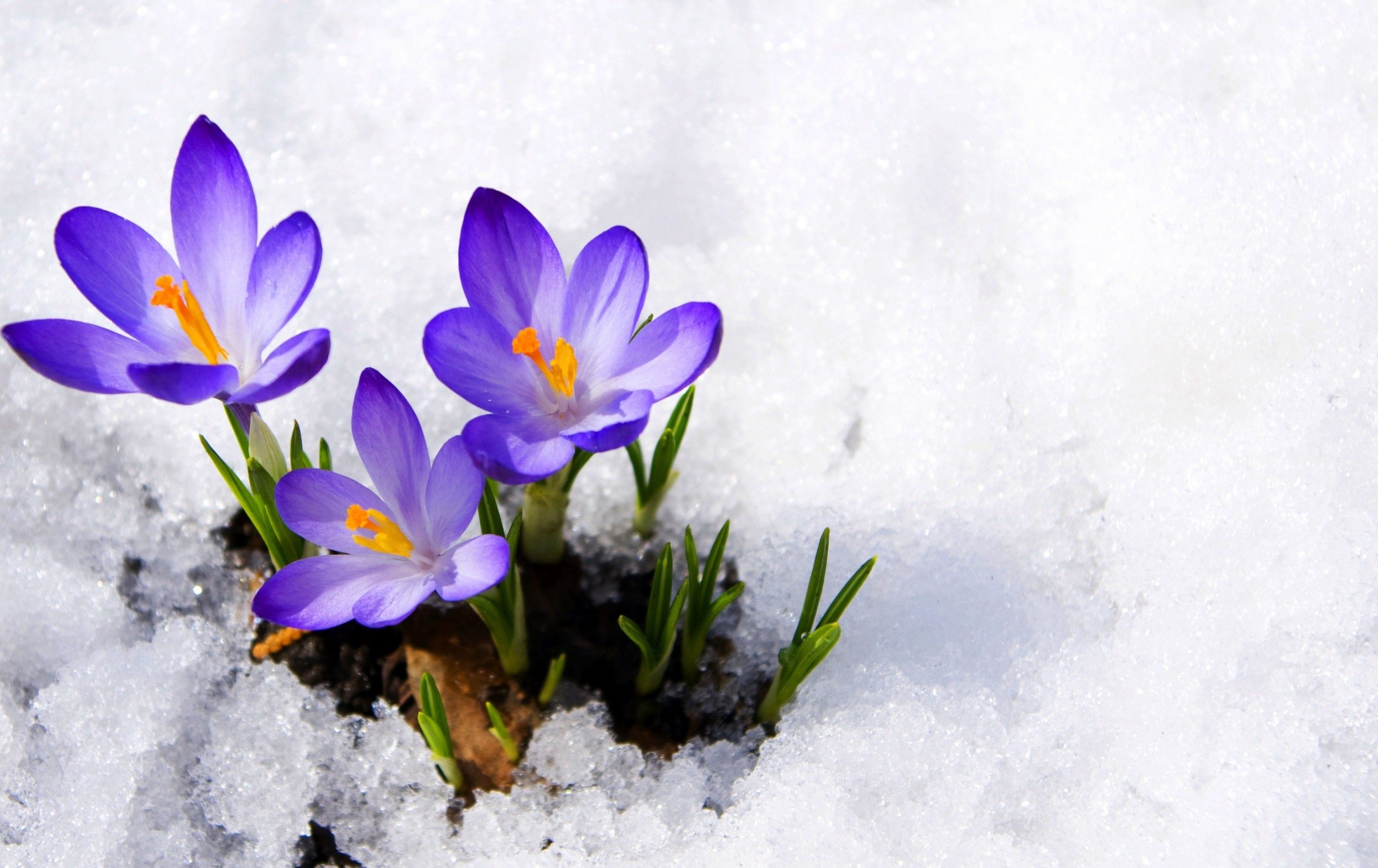 flowers pictures wallpapers,flower,cretan crocus,flowering plant,tommie crocus,petal