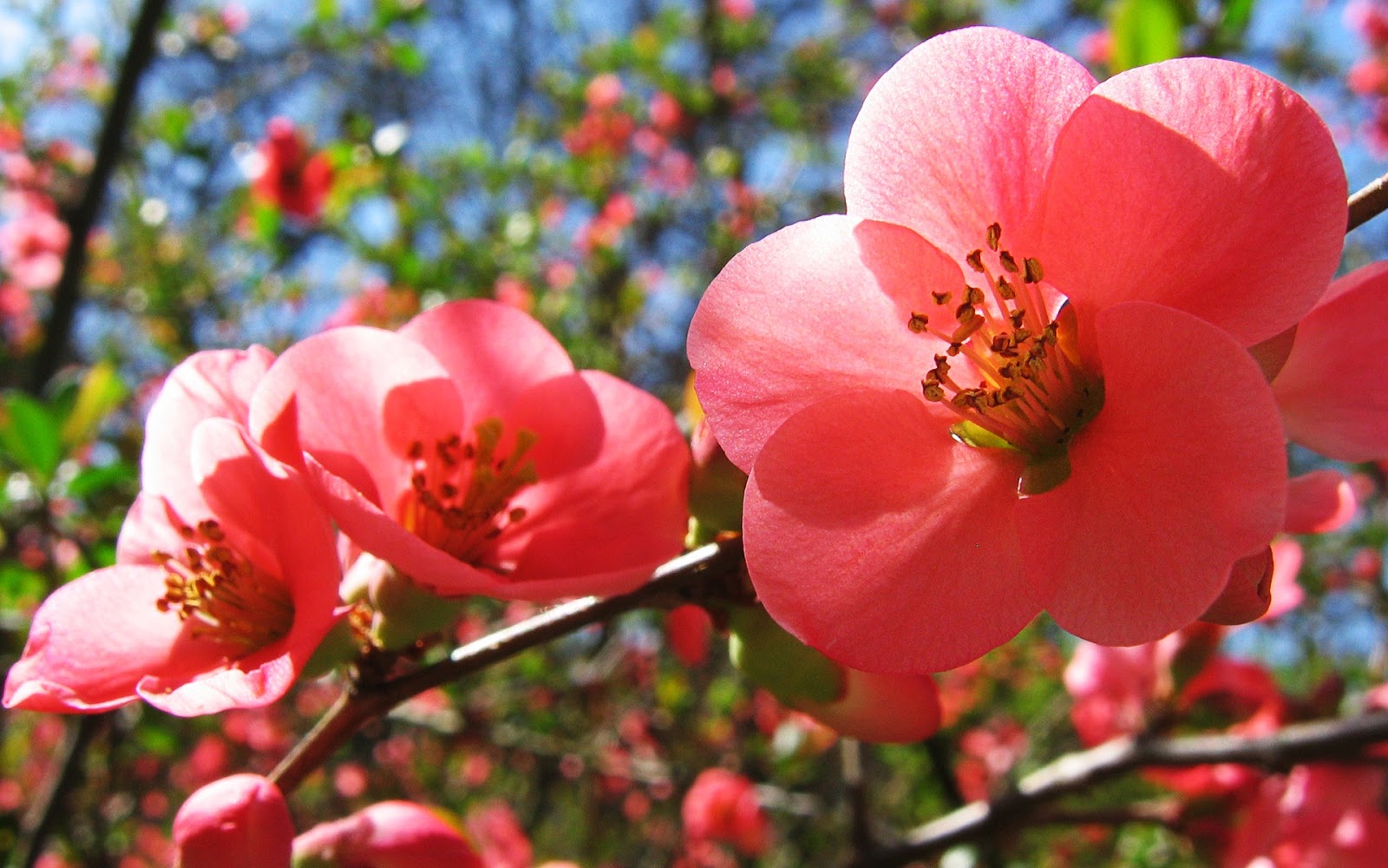 fiori immagini sfondi,fiore,pianta fiorita,petalo,pianta,primavera