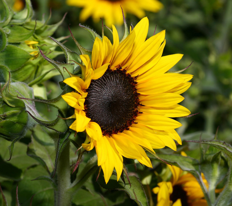 flowers pictures wallpapers,flower,sunflower,flowering plant,yellow,sunflower