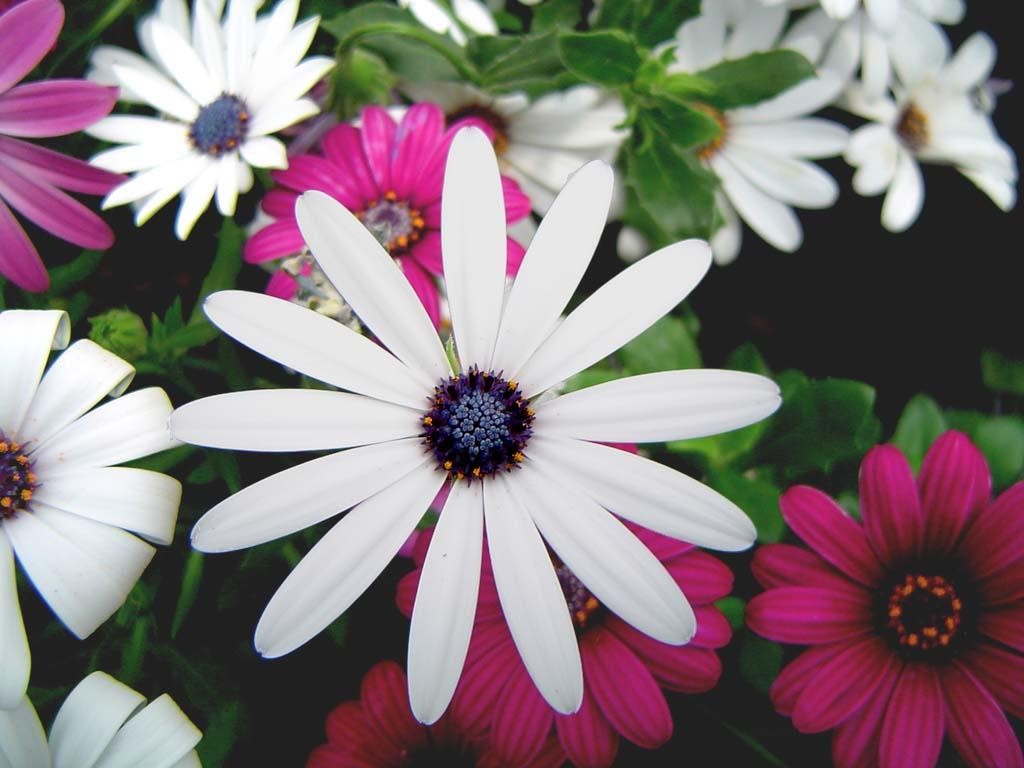 lovely flowers wallpaper,african daisy,flower,pericallis,petal,barberton daisy